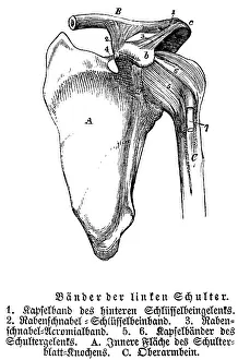 Tendons and joints of the left shoulder