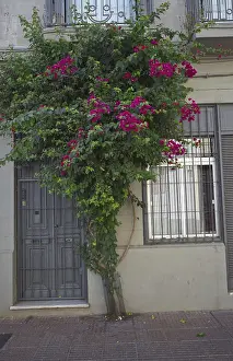 Tendrils with pink flowers climb up the facade of a residential building