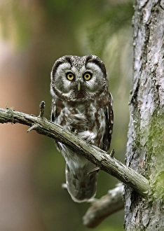 Tengmalm's Owl adult, perched on Scots scots pine Finland