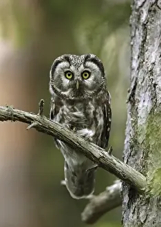 Tengmalm's Owl (Aegolius funereus)