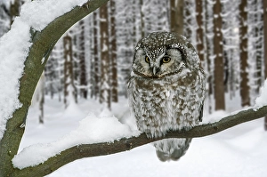 Tengmalm's owl (Aegolius funereus)