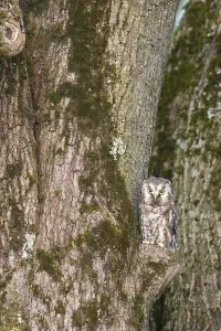 Tengmalm's owl (Aegolius funereus)