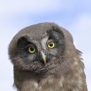Tengmalm's owl (Aegolius funereus)