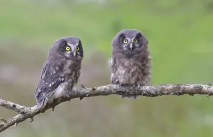 Tengmalm's Owl (Aegolius funereus)