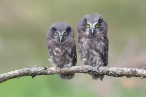 Tengmalm's Owl (Aegolius funereus)