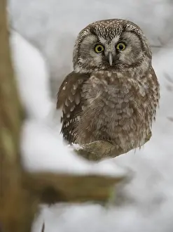 Tengmalm's owl (Aegolius funereus)