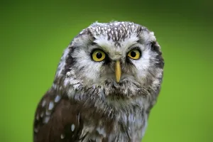 Tengmalm's Owl or Boreal Owl (Aegolius funereus)