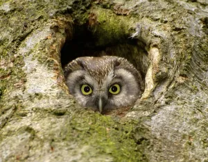 Tengmalm's Owl<br>Tengmalm's Owl