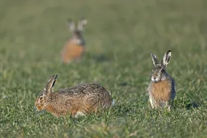 Tense calm between buck and female European Hare (Lepus europaeus)