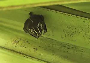 Tent-building bat, Tent-building bat