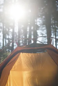 Tent in the forest on sunlight. Pine trees