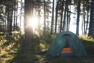 Tent in the forest on sunlight. Pine trees