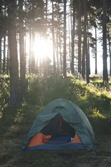 Tent in the forest on sunlight. Pine trees