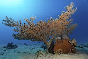 Tentacled flathead or Crocodilefish (Papilloculiceps longiceps) under table coral (Agropora sp)