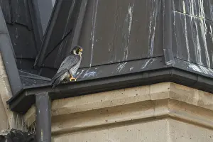 The tercel... Peregrine falcon (Falco peregrinus)