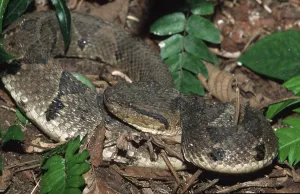 Terciopelo (Bothrops asper), pit viper