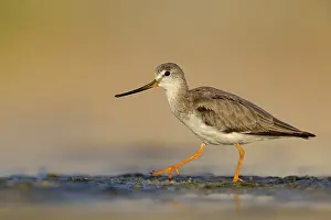Terek sandpiper, (Xenus cinereus)