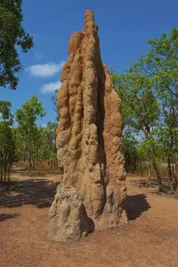 Termite mound in the Litchfield National Park, Northern Territories, Australia, Oceania