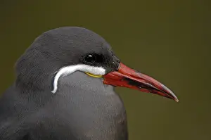 Tern, Larosterna inca