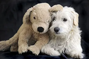 Terrier cross breed, 1 year, with soft or cuddly toy