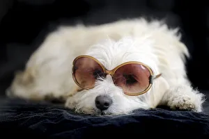 Terrier cross breed, 1 year, wearing sunglasses