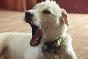A terrier mix pet dog with a collar mid-bark