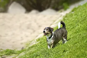 A terrier mixed-breed stands on a slope and looks upwards