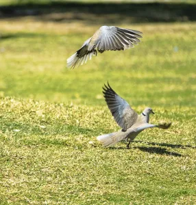 Territorial behavior. Aggressive demonstrations and fights of males of Senegal turtle dove (Streptopelia senegalensis)