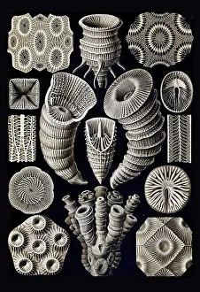 Tetracoralla, four-rayed star coral
