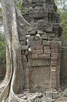 Tetrameles tree (Tetrameles nudiflora)