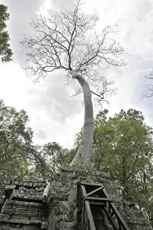 Tetrameles tree (Tetrameles nudiflora)