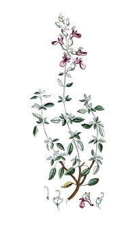 Teucrium marum, cat's rampion or cat's weed