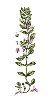 Teucrium scordium, garlic rampion