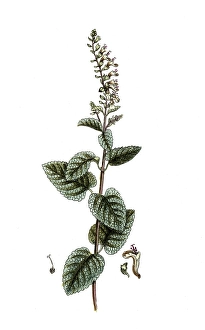 Teucrium scorodonia, sage-gamander