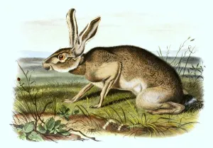 Texan donkey hare, also called black-tailed jackrabbit (Lepus californicus)
