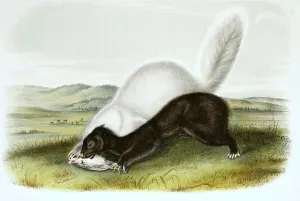Texan skunk, skunk, digitally restored reproduction of an original from the 19th century