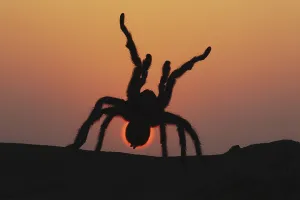 Texas Brown Tarantula (Aphonopelma hentzi)