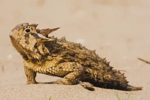 Texas Horned Lizard (Phrynosoma cornutum)