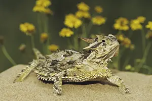 Texas Horned Lizard (Phrynosoma cornutum)