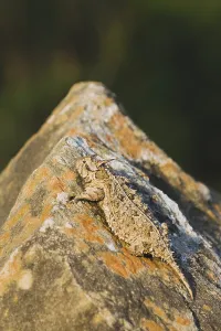 Texas Horned Lizard (Phrynosoma cornutum)