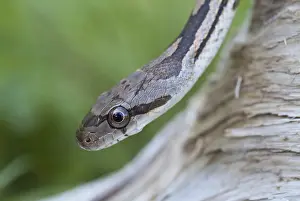 Texas rat snake, Texas snake, Texas snakes