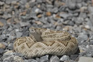 Texas rattlesnake (Crotalus atrox)