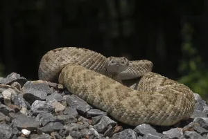 Texas rattlesnake (Crotalus atrox)