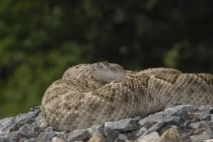 Texas rattlesnake (Crotalus atrox)