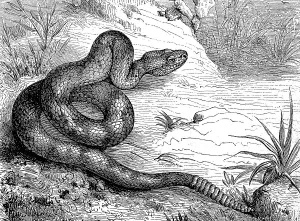 Texas rattlesnake, also prairie rattlesnake