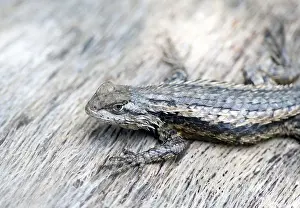 Texas Spiny Lizard an agile climber