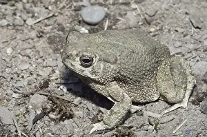The Texas toad, Bufo speciosus