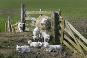 Texel domestic sheep (Ovis aries) ewe with lambs in corral