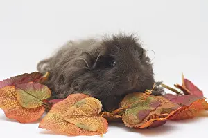 Texel guinea pig, female, chocolate, 1 year old