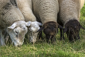 Texel sheep and black-headed sheep grazing